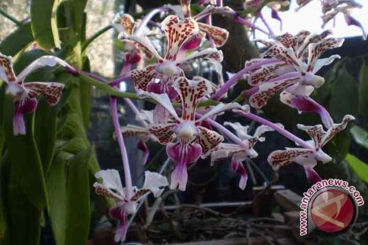 "Titi Orchid" berhasil budi dayakan anggrek Merapi 