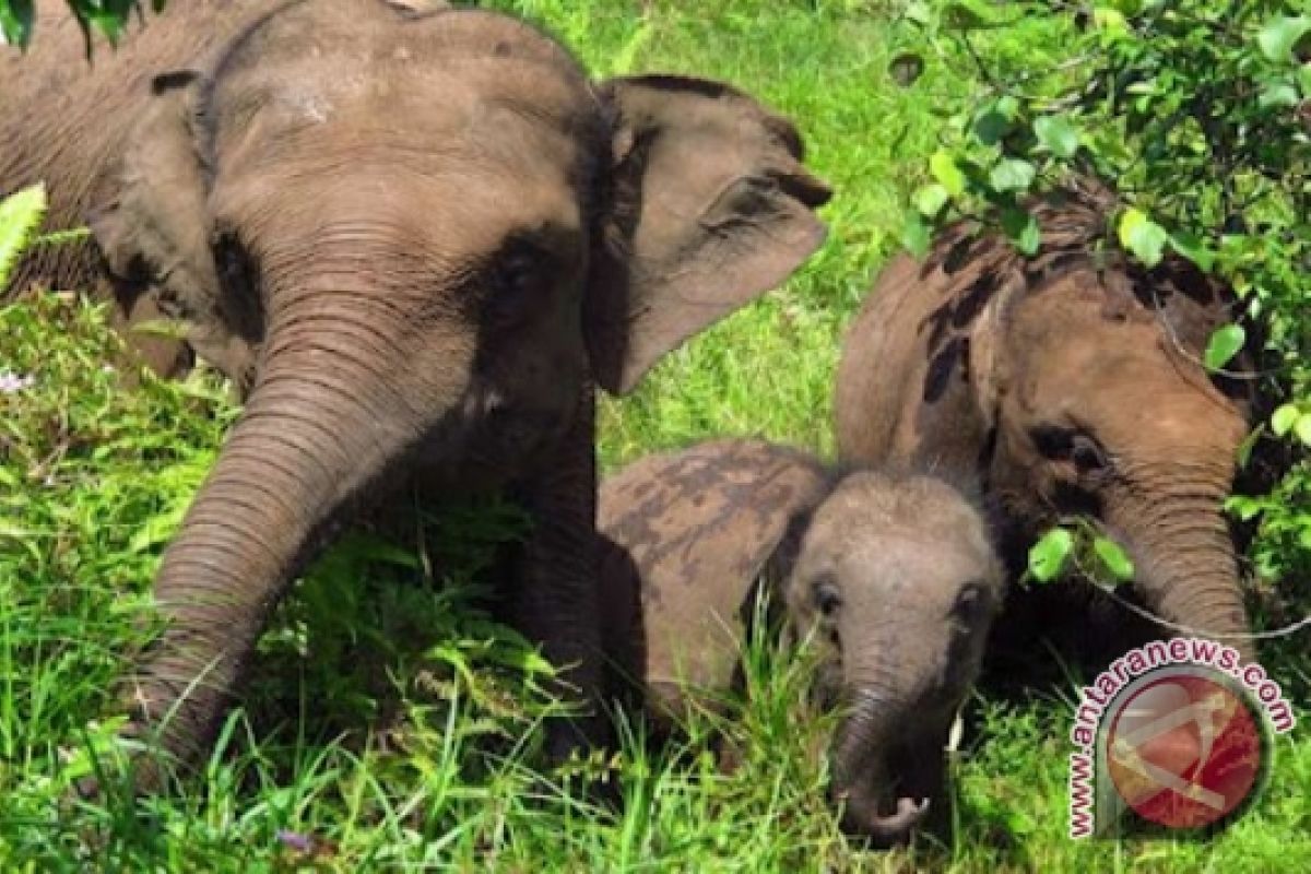 Belasan Gajah Liar Dekati Permukiman Di Bengkulu