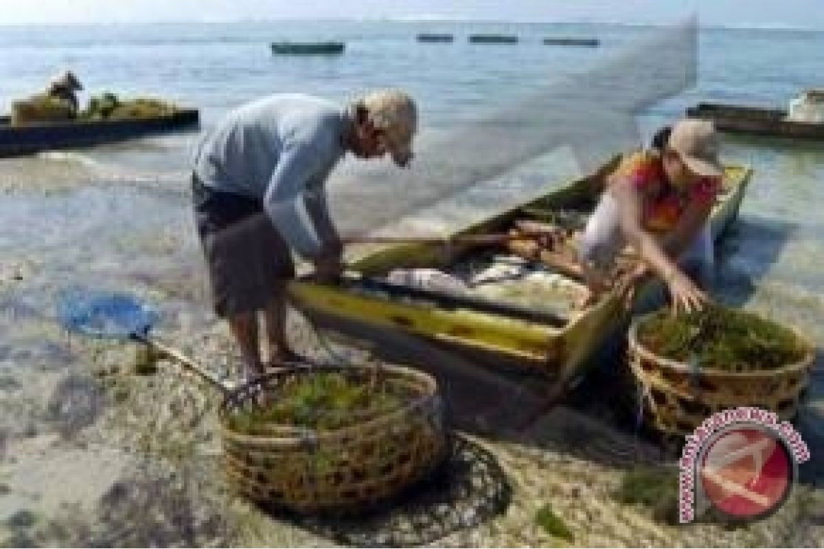 Diskanlut: Setengah Petani Rumput Laut Beralih Profesi