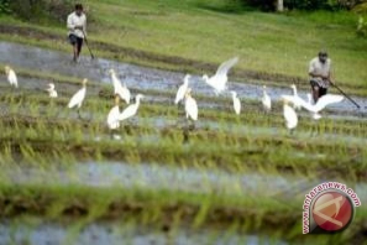 Produksi Padi di Bali Naik Tipis 0,84 Persen