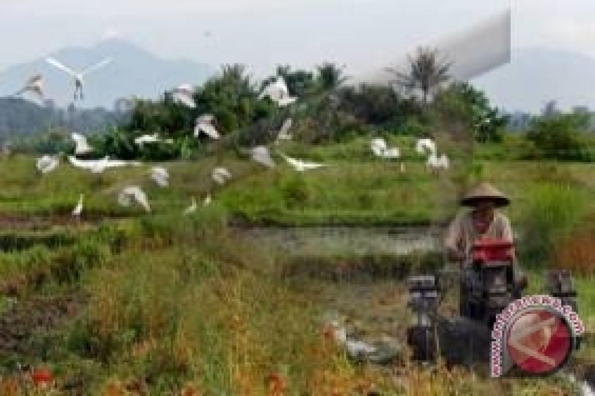 Pengamat: peningkatan produksi tidak disertai kesejahteraan petani