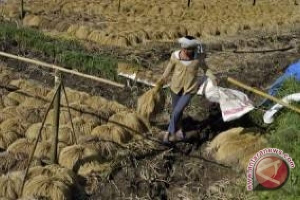 Bupati Klungkung Jamin Tidak Ada Penggusuran Petani Garam