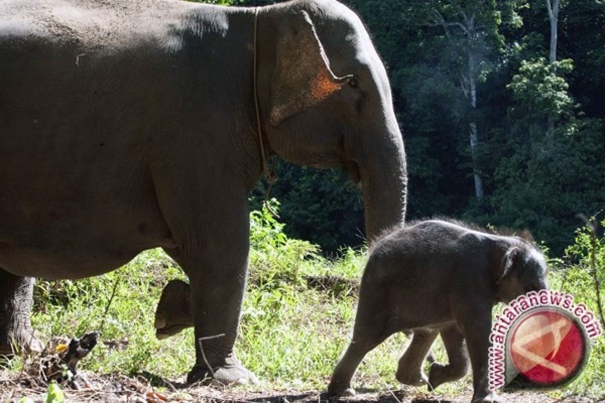  Gajah liar Riau kenakan kalung GPS