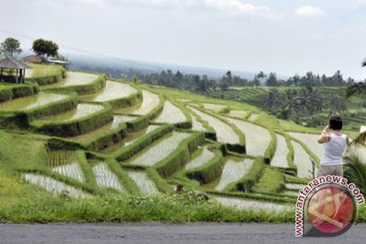 Agricultural land conversion in Bali alarming