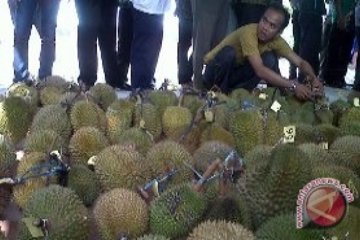 Bangka Barat gelar kontes durian