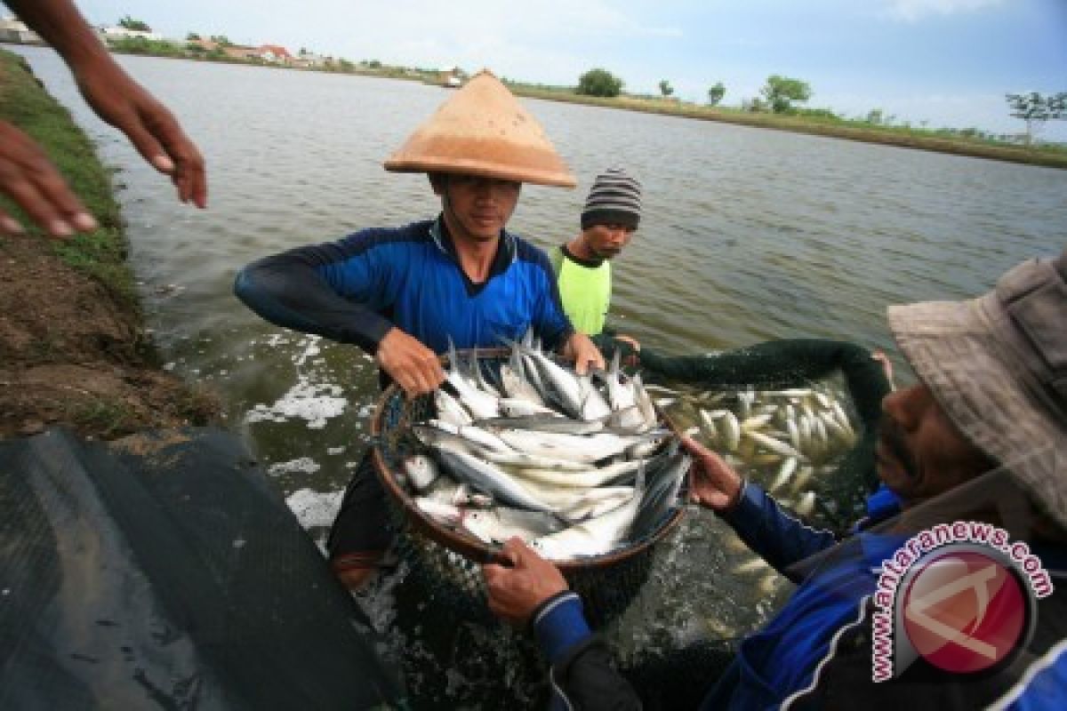 Produksi Perikanan Tangkap Sulteng Meningkat 2,24 Persen 