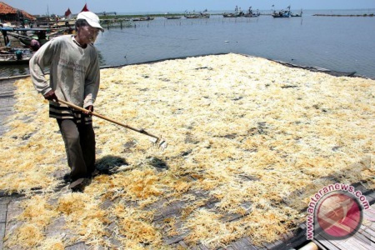 Pemkab Parigi dorong kembali budidaya rumput laut