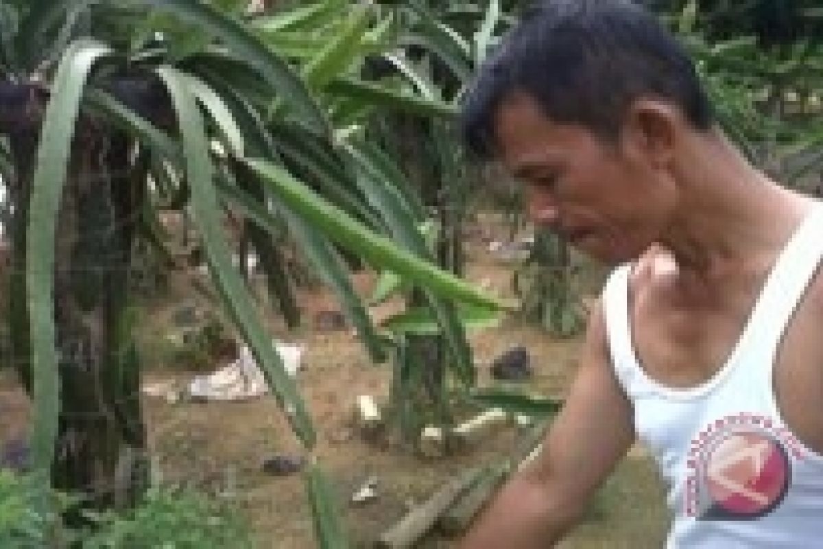  Warga Manfaatkan Pekarangan Tanam Buah Naga