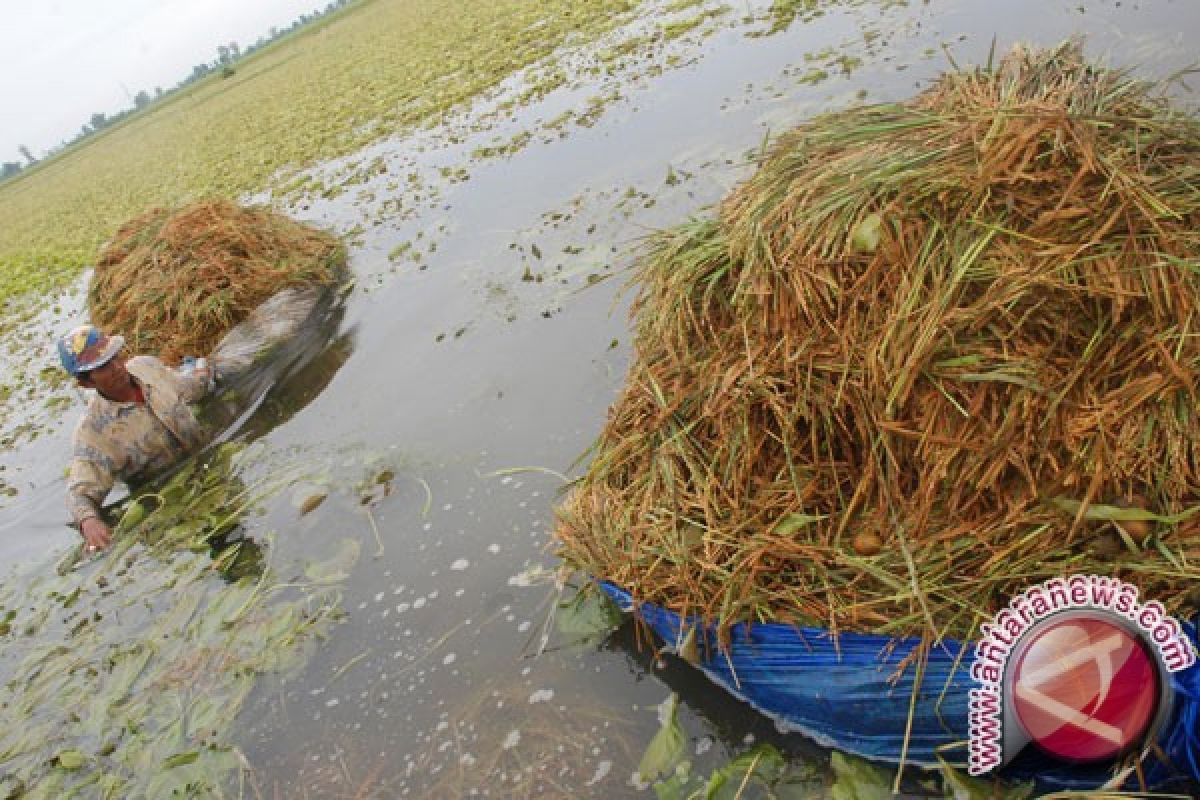 Petani Bantul khawatirkan hujan rendam lahan pertanian 