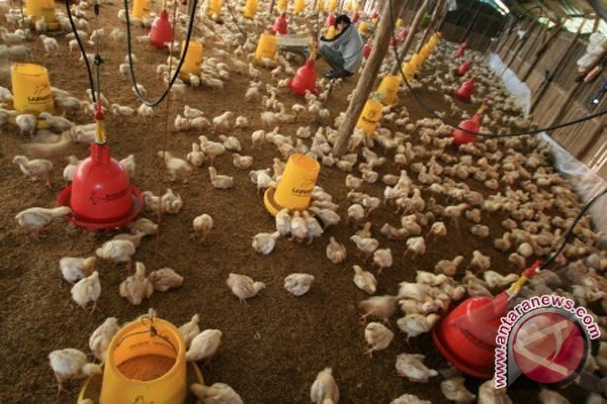 Ratusan Ayam Mati Di Palu Mati Mendadak 