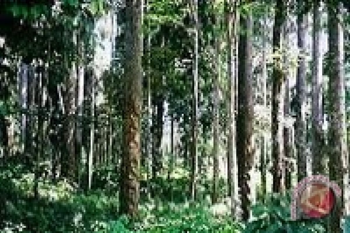 Jambi, Kaltim dan Kalteng Contoh Pengelolaan Hutan