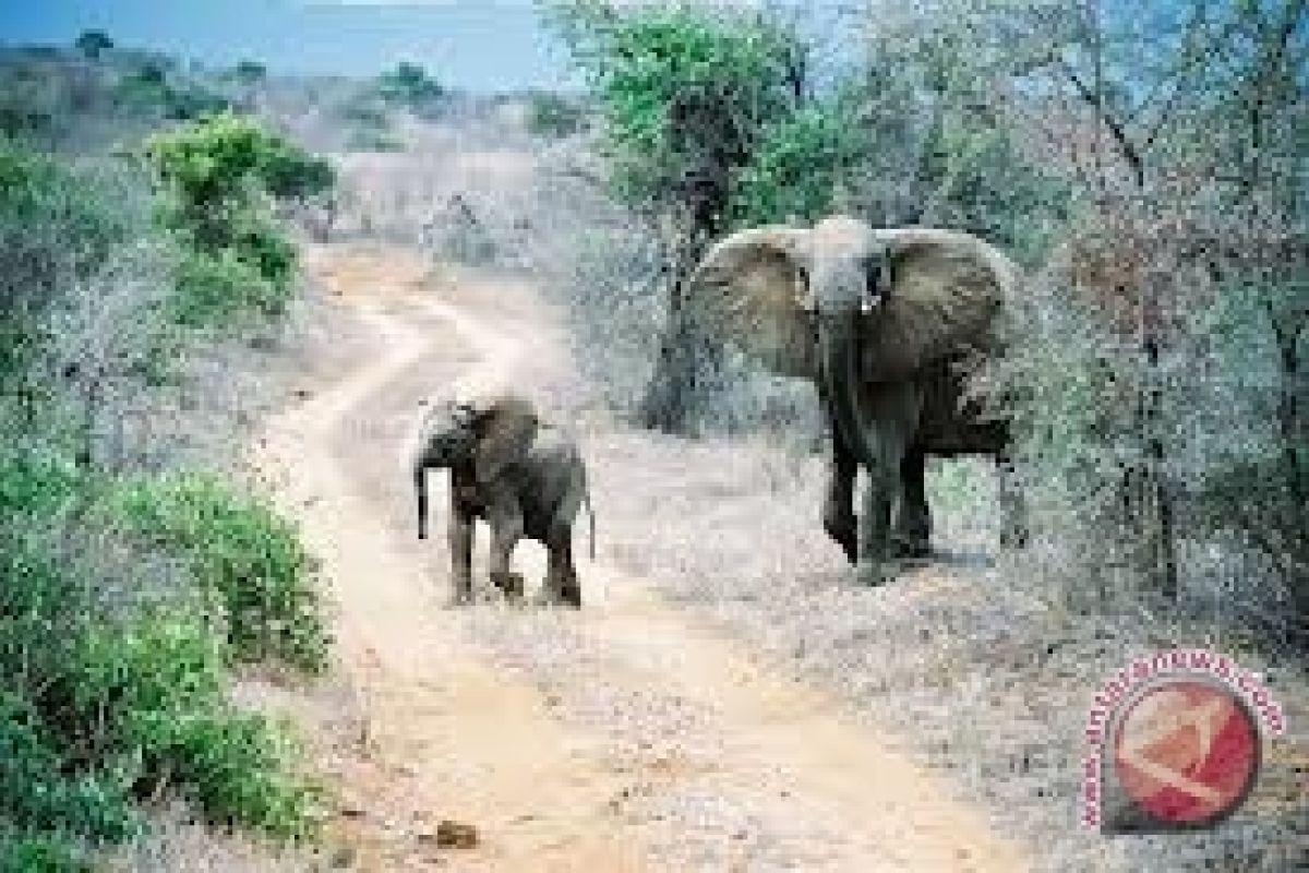 Warga panik kawanan gajah masuk kampung Bengkalis