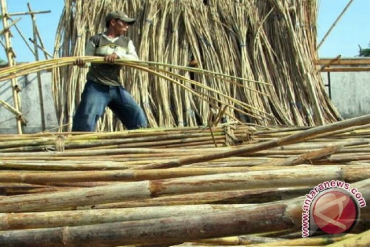 Petani Gembira Harga Rotan Di Kotim Naik