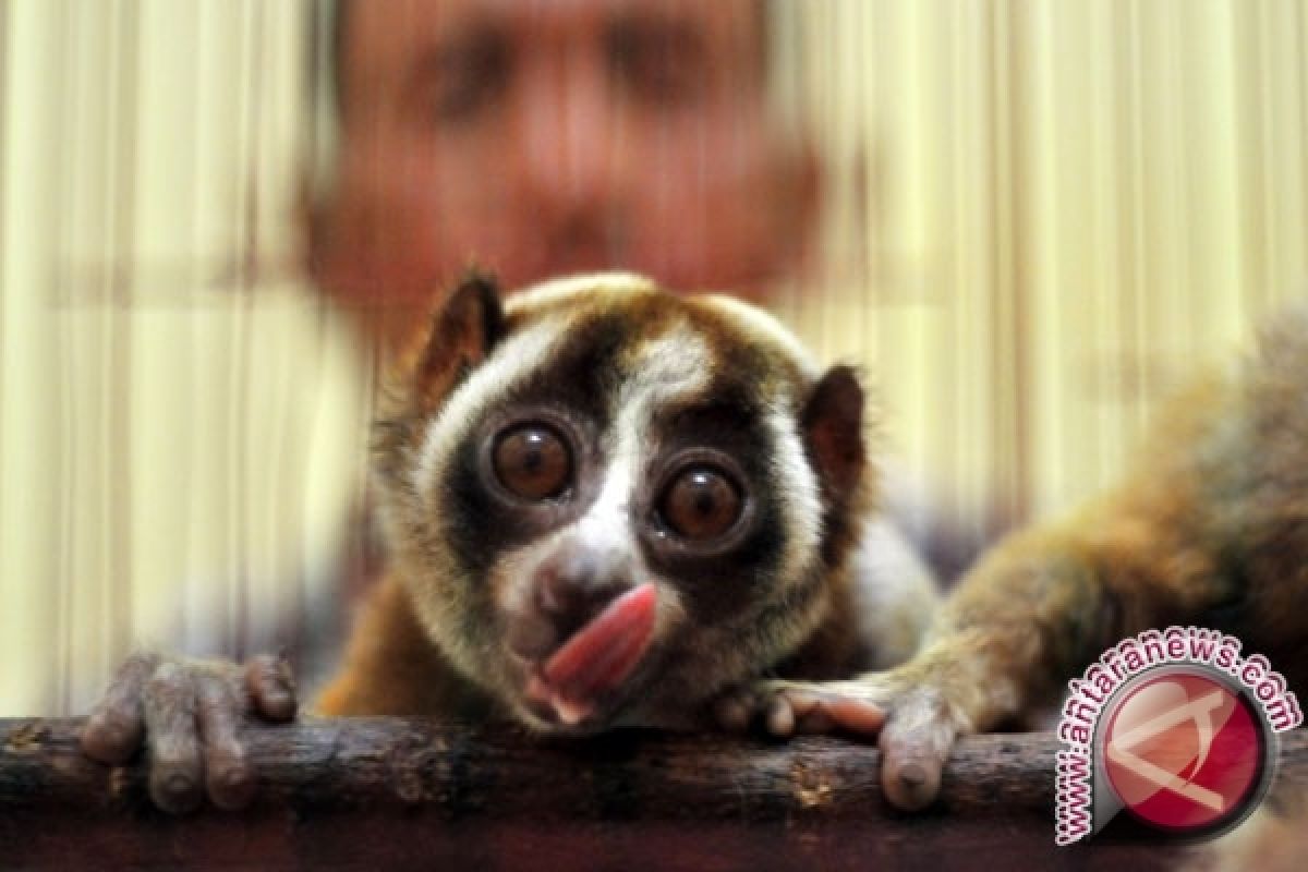 3 Jenis Primata Indonesia Terancam Punah