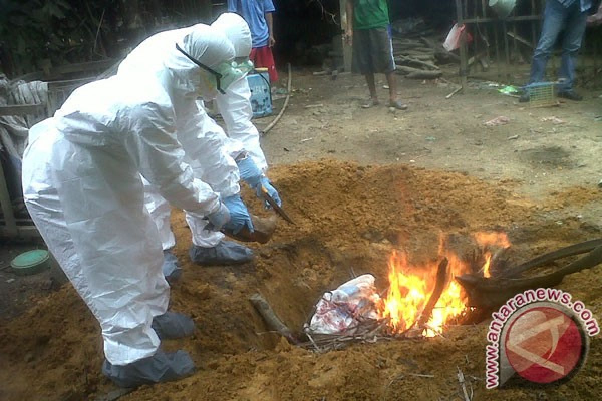 Tertular flu burung, 250 ekor itik mati