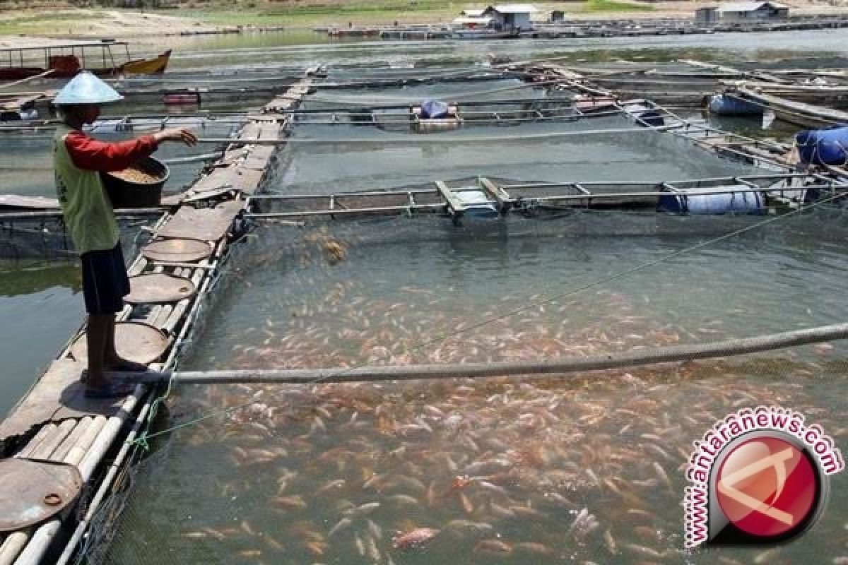 KKP berhasil memproduksi massal ikan bubara