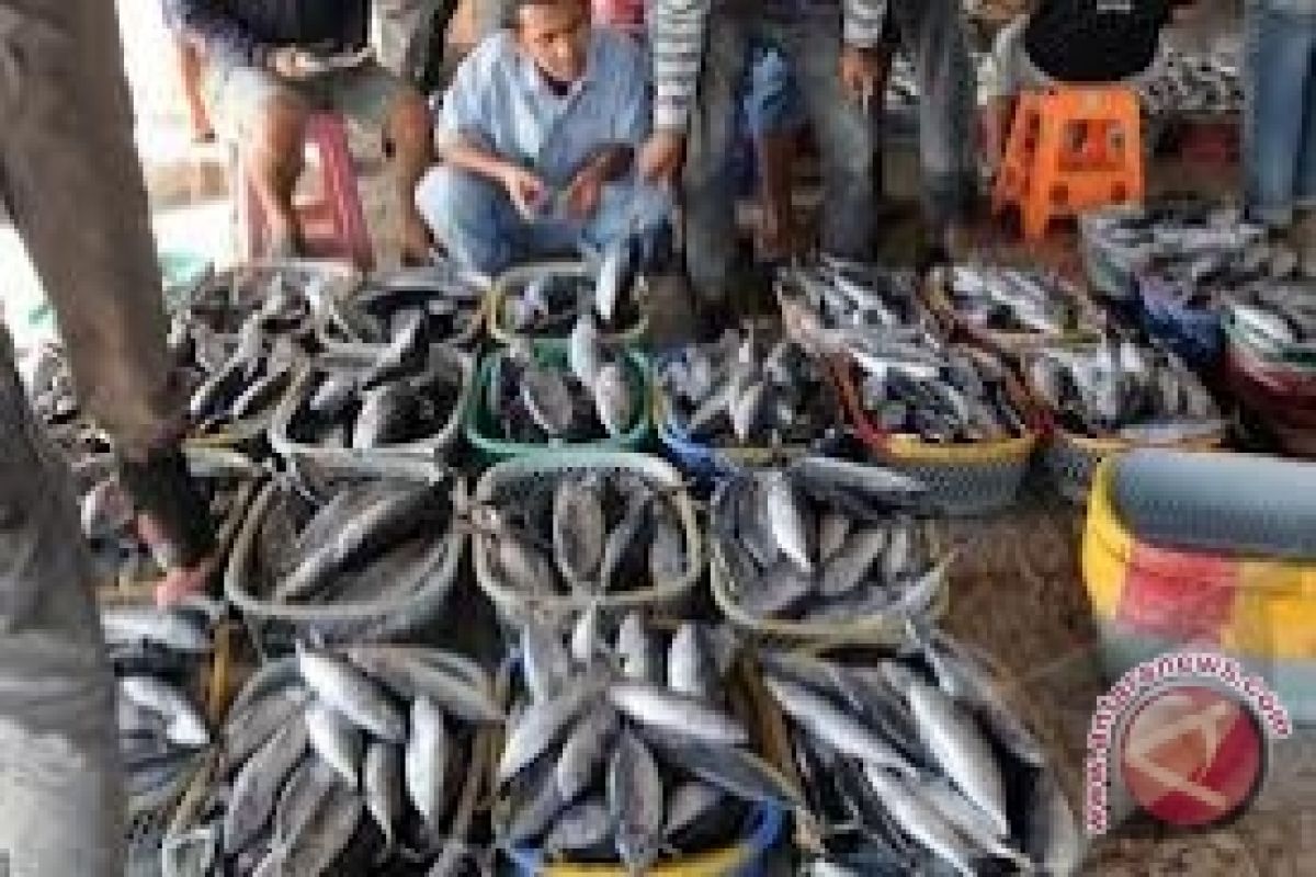 Harga Ikan Kerapu di Sangatta Turun