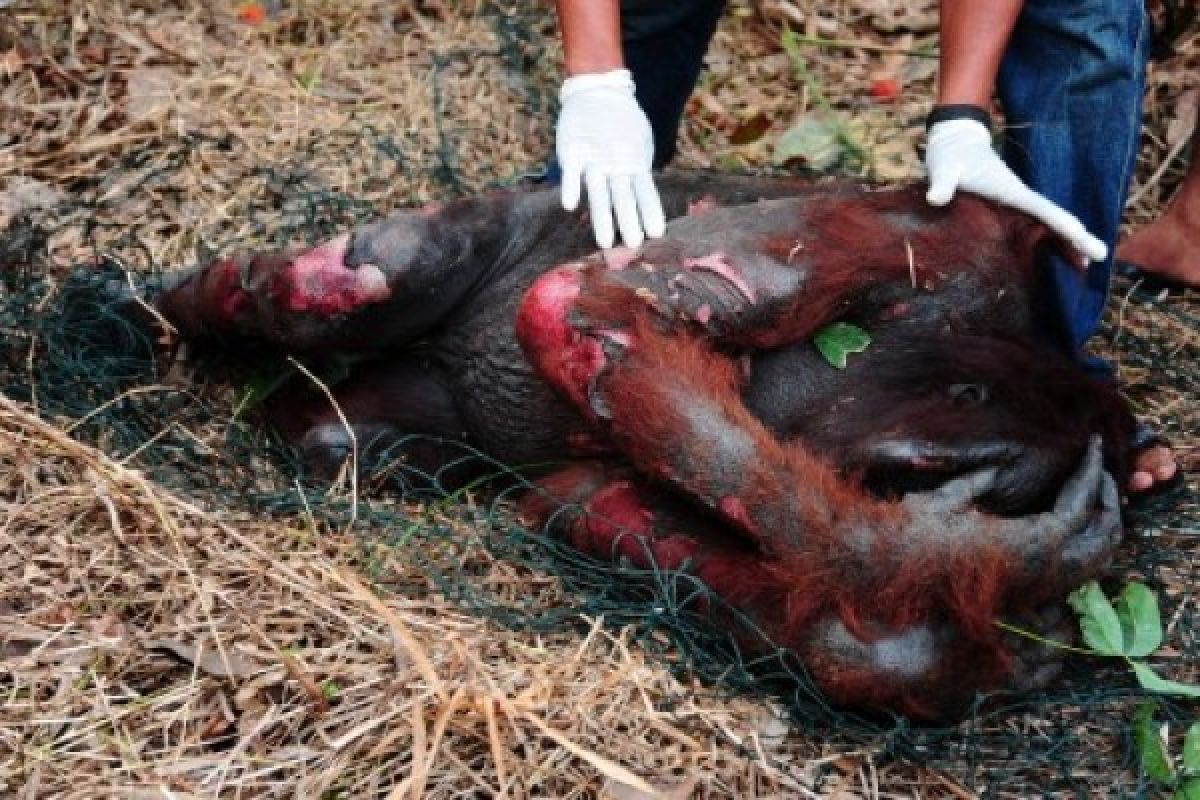 Foto "evakuasi orangutan terbakar" menang Adinegoro 2012