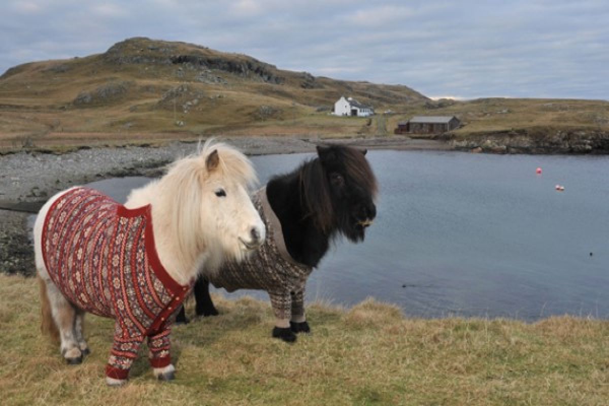 Skotlandia sambut turis dengan kuda poni berkardigan