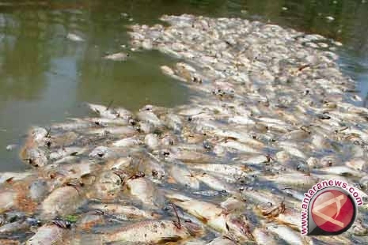 Limbah pabrik dikhawatirkan ancam populasi ikan sungai