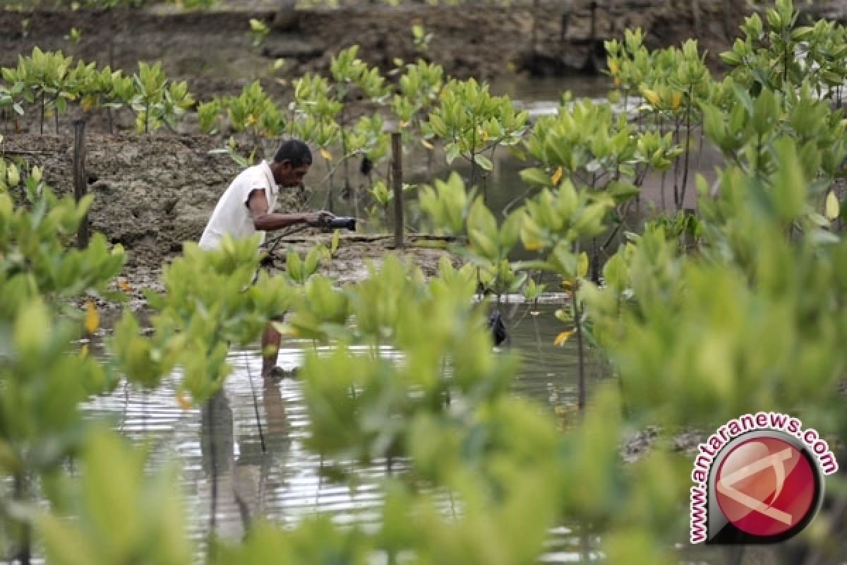 LIPI: hadang tsunami dengan mangrove