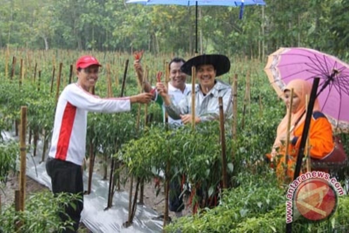 Petani Pesisir Kulon Progo panen cabai perdana 