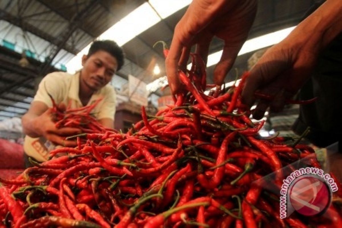 Harga Cabai Di Palu Kembali Melonjak Tajam 