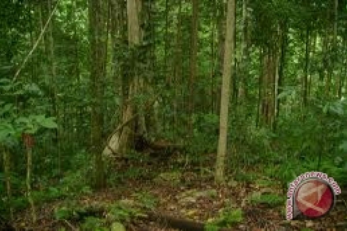 Mengembalikan Kejayaan Hutan Di Gorontalo Utara 