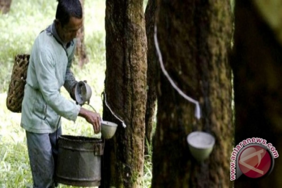 Puluhan ribu hektare perkebunan karet bakal diremajakan