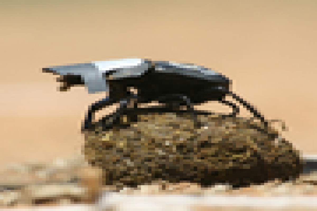 Kumbang gunakan bintang sebagai pemandu arah