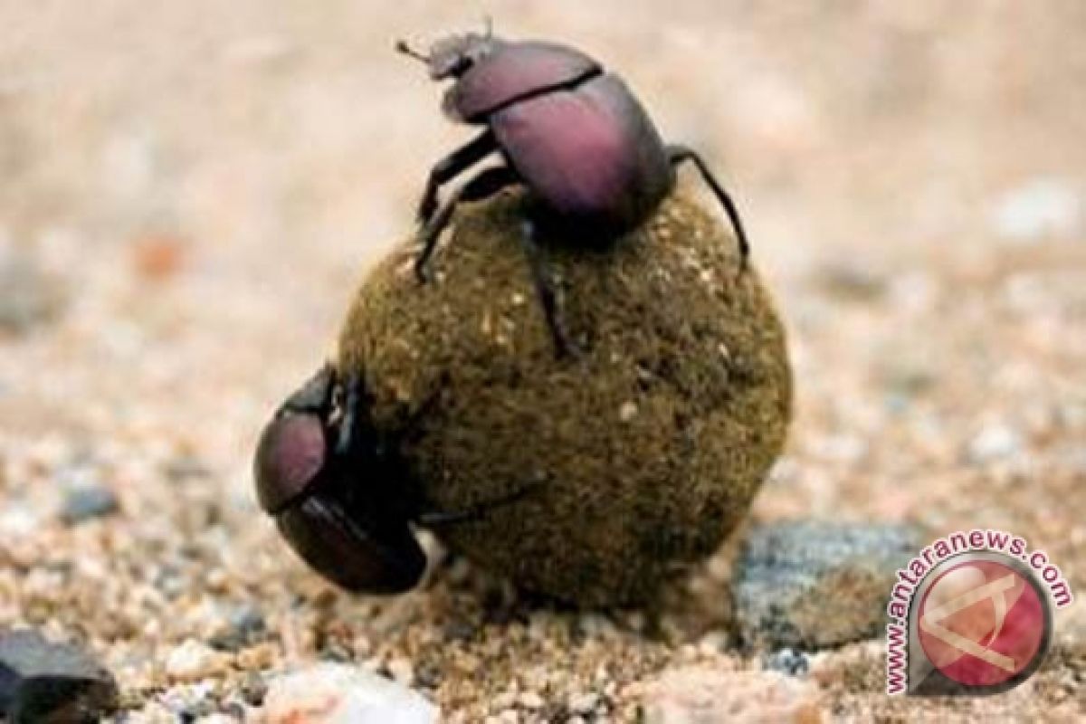 Kumbang gunakan bintang sebagai pemandu arah