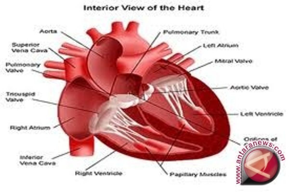 Penyakit Jantung Berkaitan Dengan Peningkatan Resiko Gangguan Mental