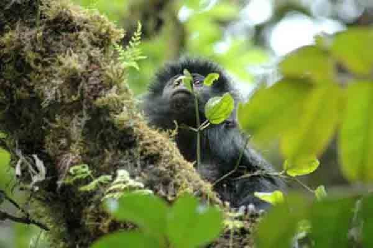 Habitat lutung di Bromo ikut terbakar