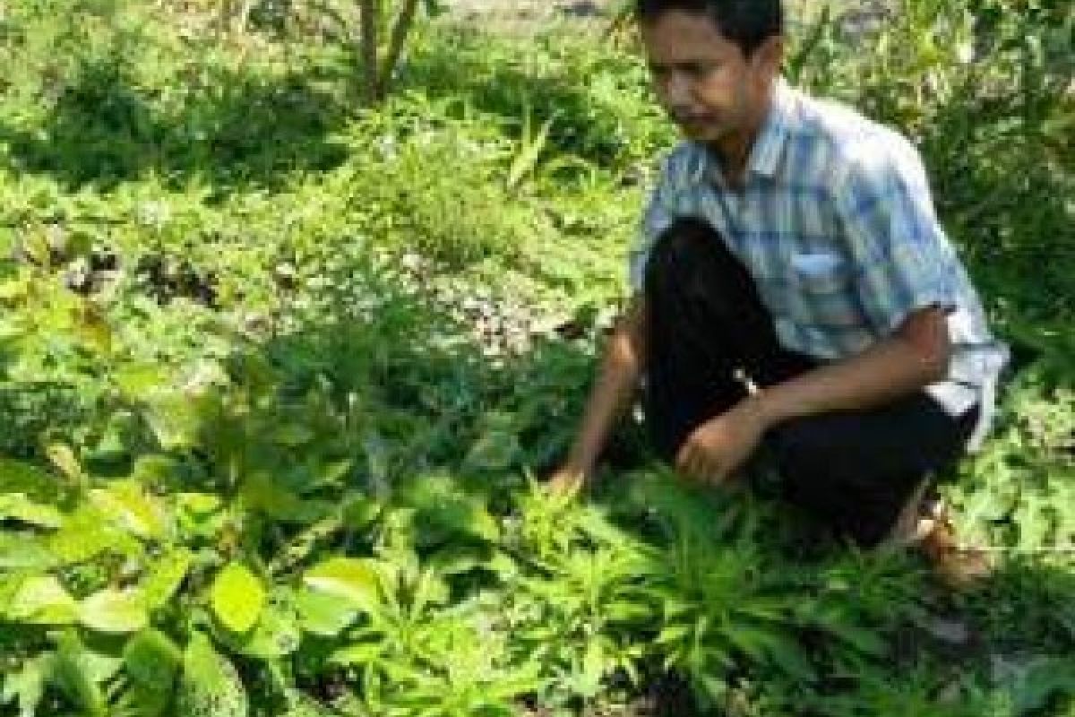 W Sumatra Supports Medicinal Plants, Accupressure Used