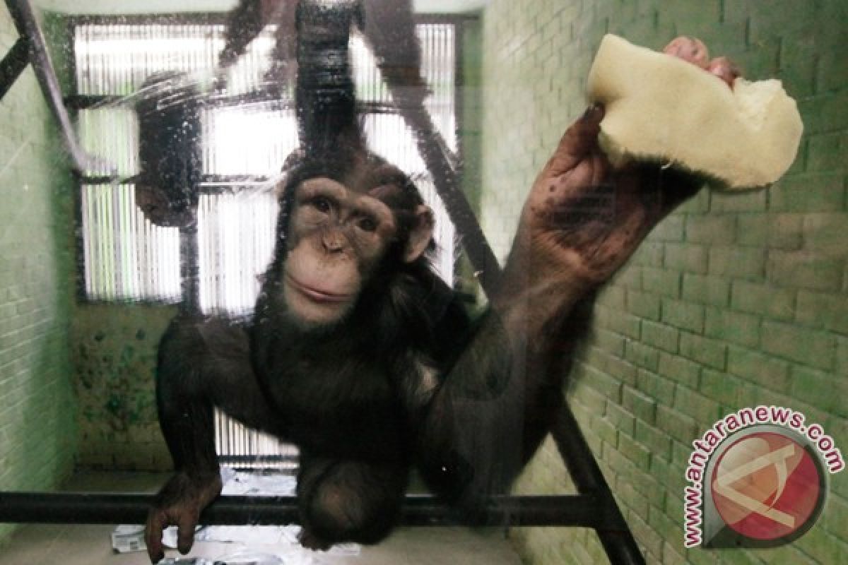 Like humans, chimps can smile silently: Study