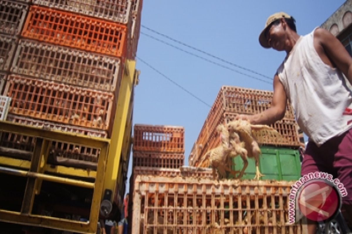 Harga Ayam Potong Di Lamtim Naik 