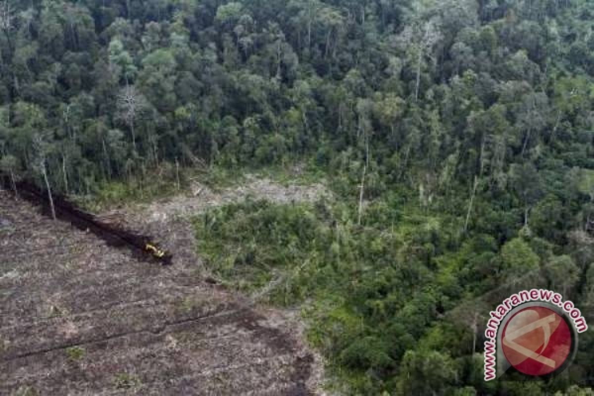 Ilmuwan Jepang kagumi gambut Riau