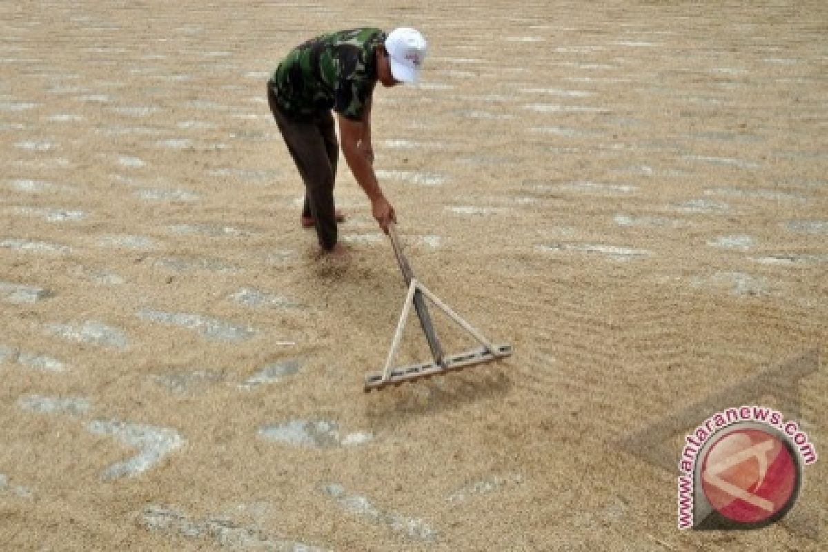 Harga Gabah Kering Varietas Lokal Terus Melambung