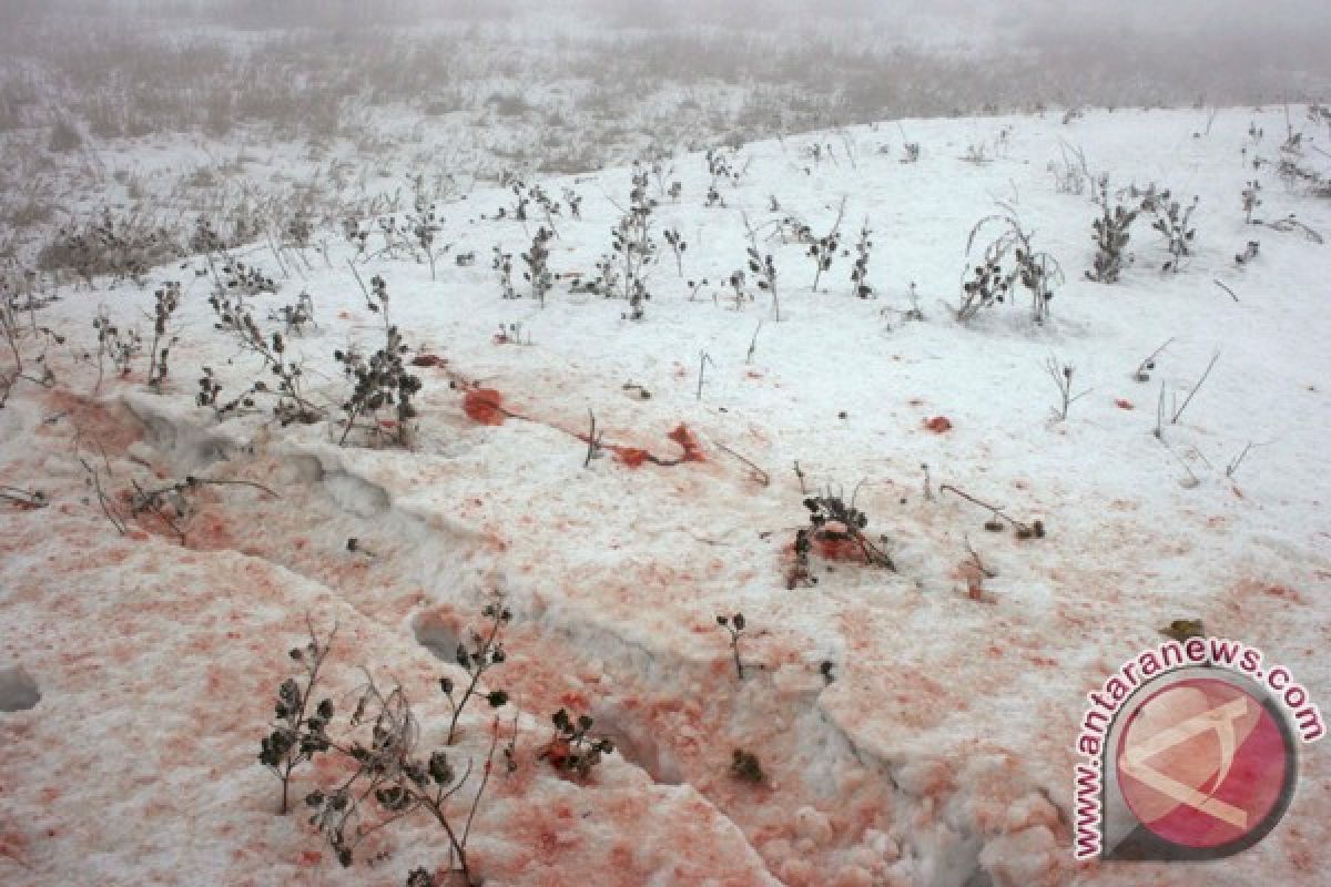Sembilan tewas dalam kecelakaan pesawat di Siberia