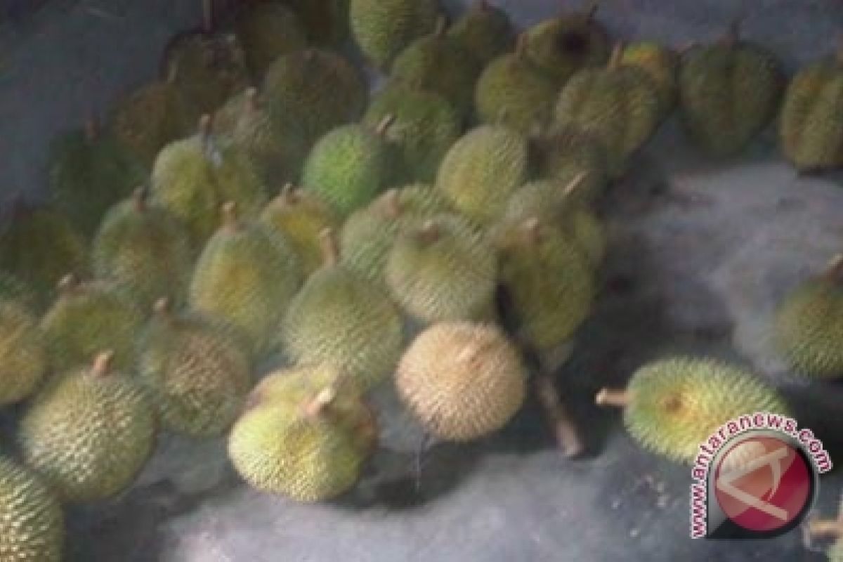 Durian Menoreh Kulon Progo dicari penggemar durian 