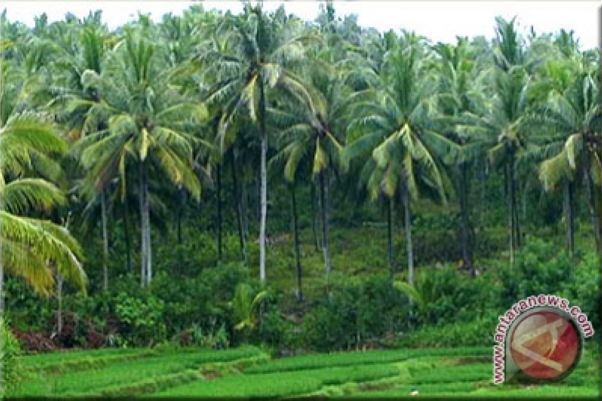 Kulon Progo remajakan tanaman kelapa 100 hektare