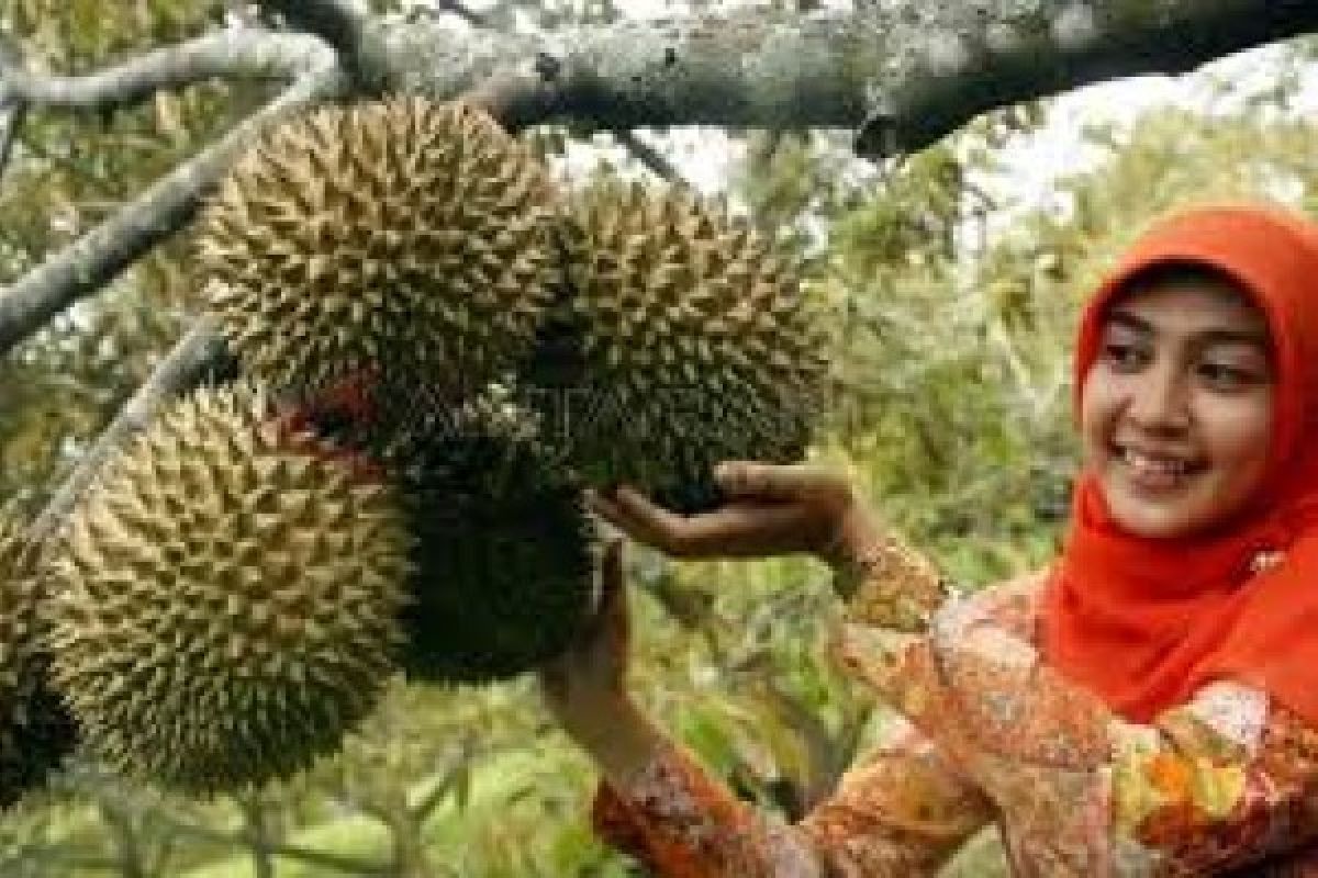 Karanganyar Kembangkan Tanaman Durian