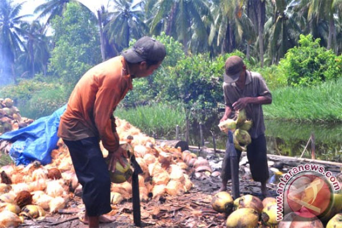 Kupas Sabut Kelapa