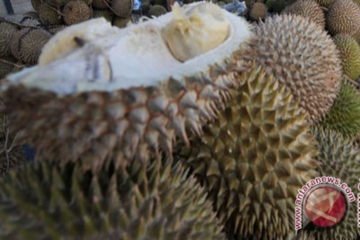 Panen durian di Kebun Buah Mangunan menurun