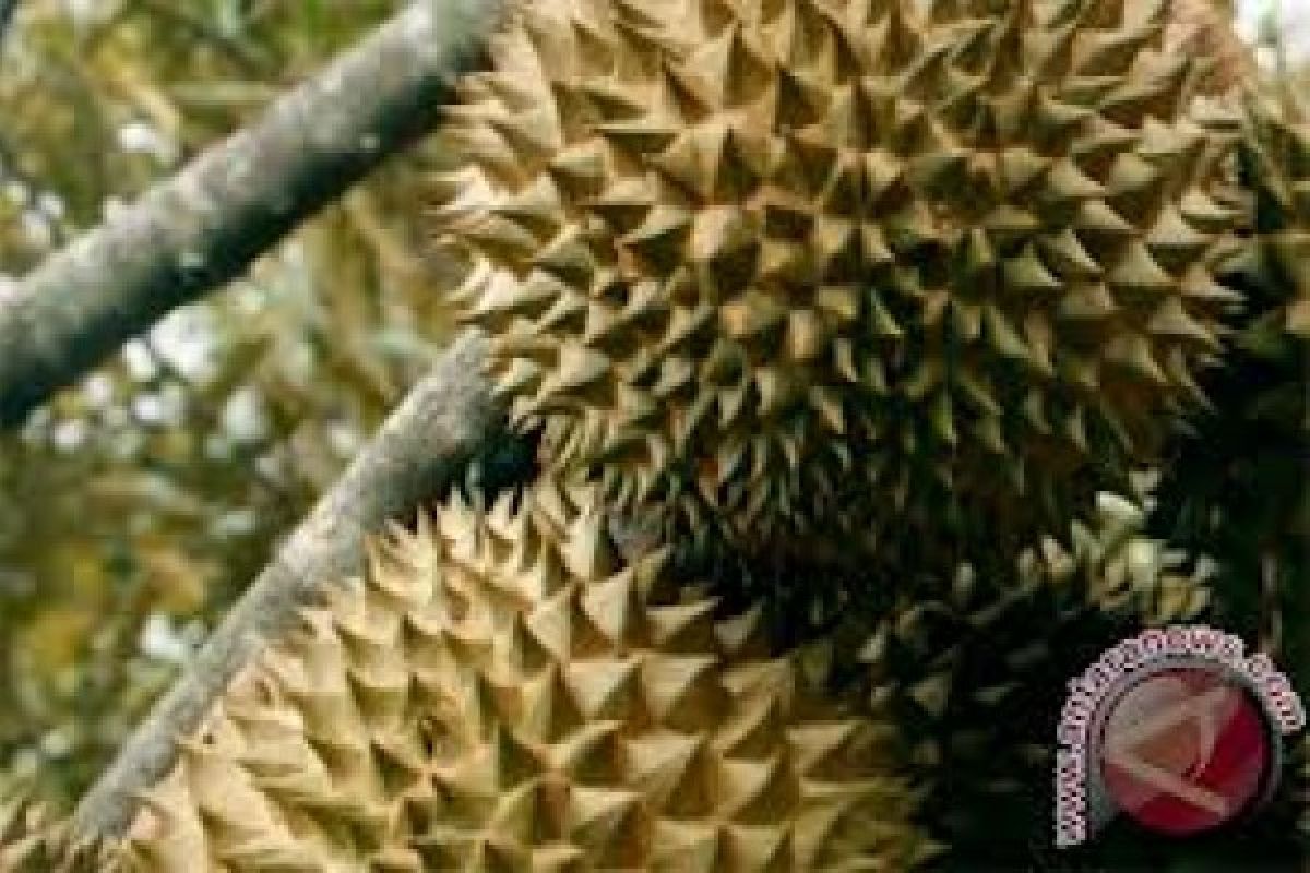 Melihat dan merasakan nikmatnya durian dalam kontes di Bangka Tengah