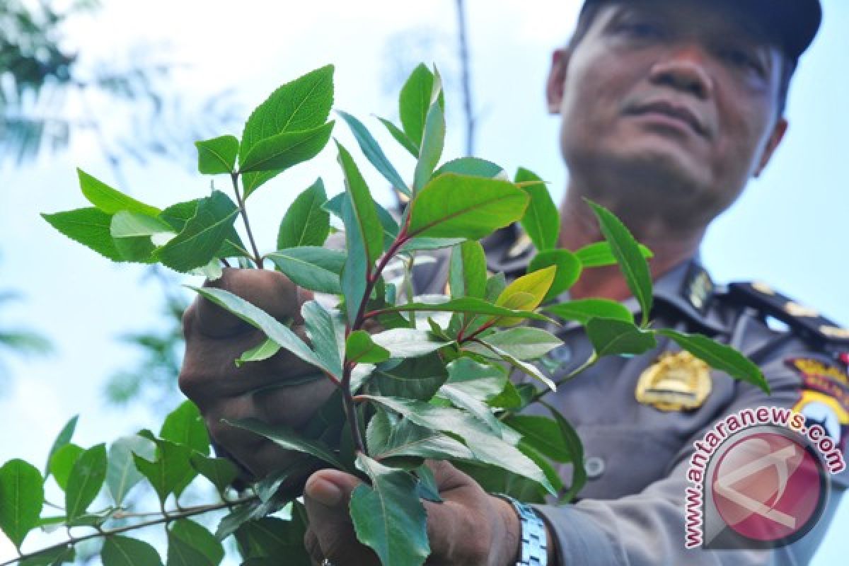 BNN  gagalkan penyelundupan 70 kilogram Katinon