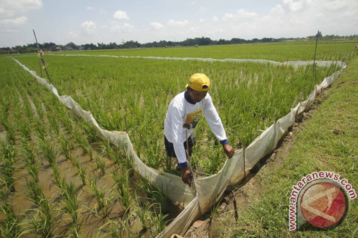 64 ribu hektare  lahan di Kabupaten Sukabumi pertanian abadi