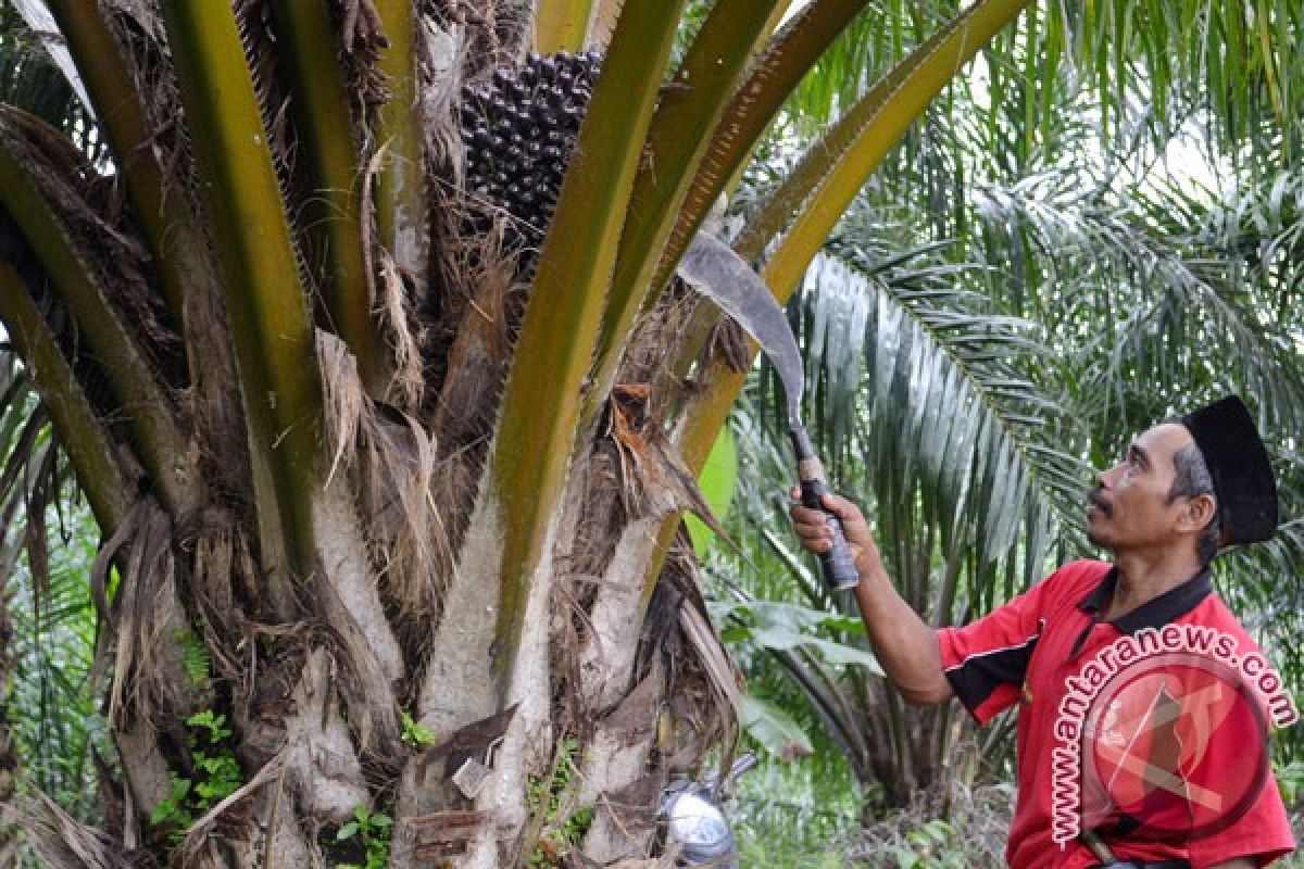 10.000 hektare hutan Sumsel jadi kebun sawit