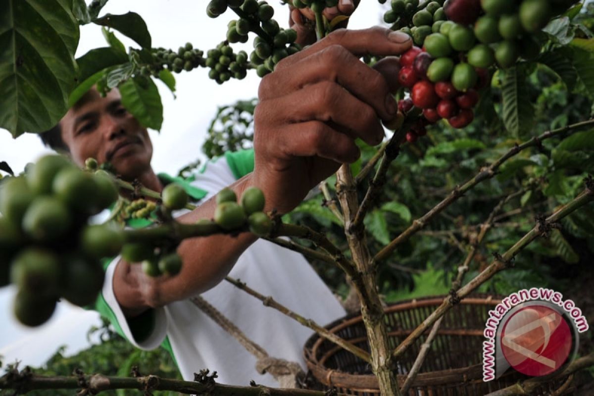 Petani OKU Selatan resah produktifitas kebun kopi menurun