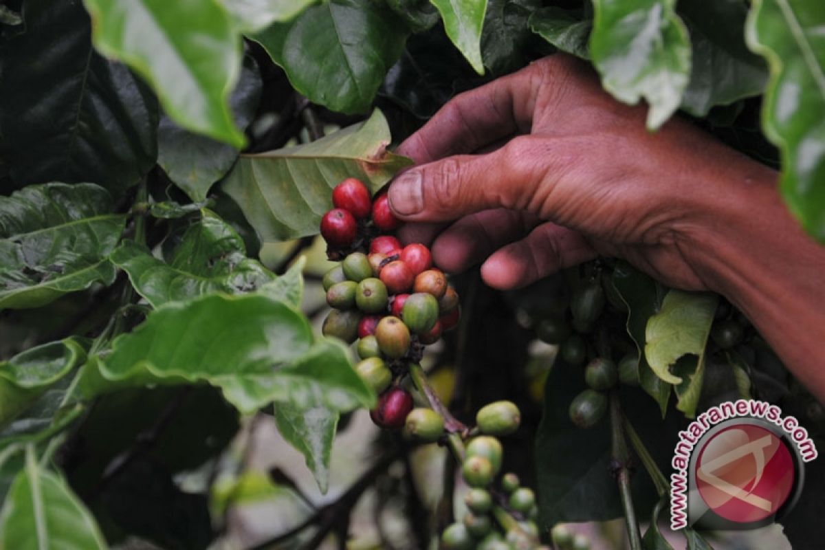 Ekspor kopi instan lampung Agustus naik